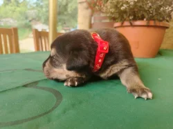 Prodáme štěňátka