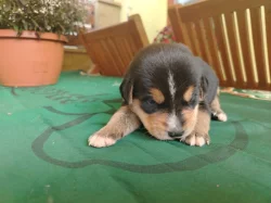 Prodáme štěňátka