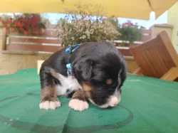 Prodáme štěňátka