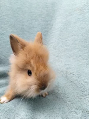 Zakrslý králík Teddy