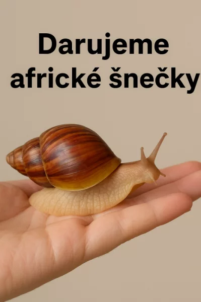 Africký šnek