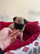 Prodám fenku Mopsíka bez PP