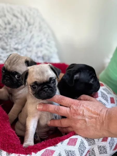 Prodám fenku Mopsíka bez PP