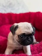 Prodám fenku Mopsíka bez PP