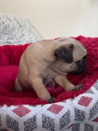 Prodám fenku Mopsíka bez PP