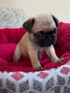 Prodám fenku Mopsíka bez PP