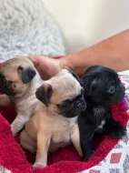 Prodám fenku Mopsíka bez PP