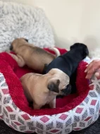 Prodám fenku Mopsíka bez PP