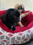 Prodám fenku Mopsíka bez PP