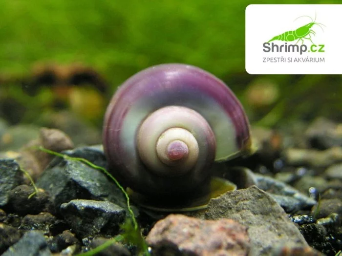 Ampulárie fialová - Ampullaria australis