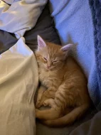 Mainska mývalí koťátka