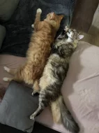 Mainska mývalí koťátka