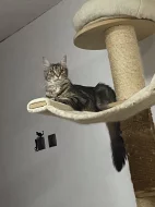 Mainska mývalí koťátka