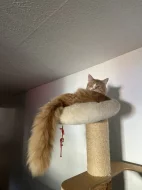 Mainska mývalí koťátka