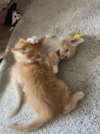 Mainska mývalí koťátka