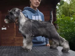 Knírač střední pepř a sůl