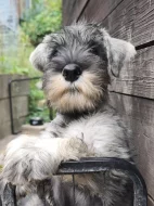 Knírač střední pepř a sůl