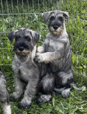 Knírač střední pepř a sůl