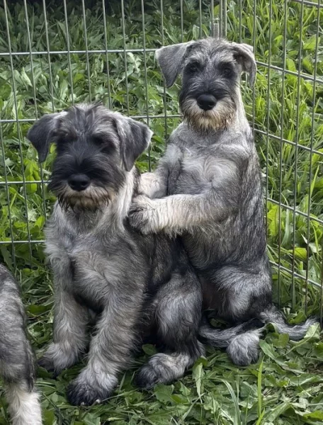 Knírač střední pepř a sůl