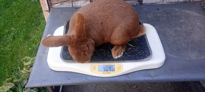 Novozélandský červený