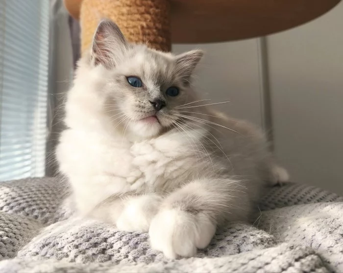 Ragdoll koťátka s PP (FIFE)