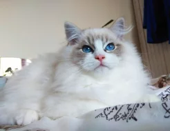 Ragdoll koťátka s PP (FIFE)