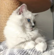 Ragdoll koťátka s PP (FIFE)