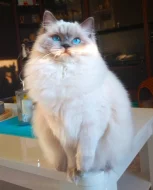 Ragdoll koťátka s PP (FIFE)