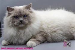 Ragdoll koťátka s PP (FIFE)