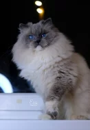 Ragdoll koťátka s PP (FIFE)