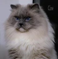 Ragdoll koťátka s PP (FIFE)