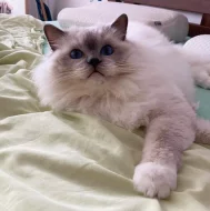 Ragdoll koťátka s PP (FIFE)