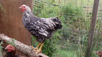 Wyandotka velká stříbrná černě lemovaná