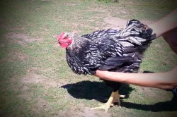 Wyandotka velká stříbrná černě lemovaná