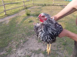 Wyandotka velká stříbrná černě lemovaná