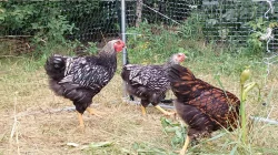 Wyandotka velká stříbrná černě lemovaná