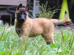 Belgický ovčák - Malinois, fenky s PP