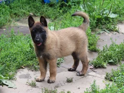 Belgický ovčák - Malinois, fenky s PP