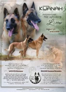 Belgický ovčák - Malinois, fenky s PP