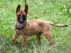 Belgický ovčák - Malinois, fenky s PP