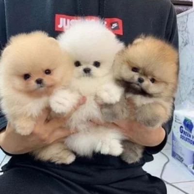 Německý špic. Mini pomeranian bez PP.