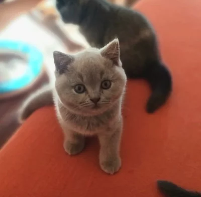 Britská koťátka s PP