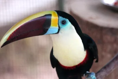 Ramphastos toco 3.3, Ramphastos dicolorus 1.1