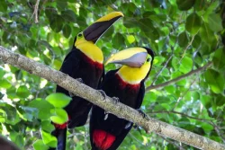 Ramphastos toco 3.3, Ramphastos dicolorus 1.1