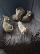 Daruji 5 rezavych kotat jsou to same holky za neco pro jejich mamu