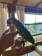 Prodám Amazoňana modročelého