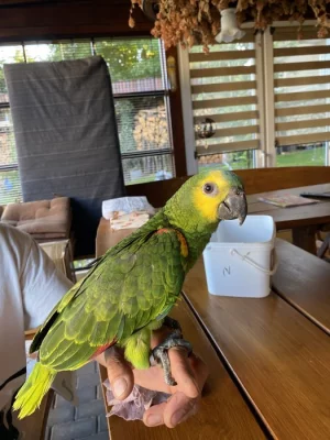 Prodám Amazoňana modročelého