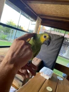 Prodám Amazoňana modročelého