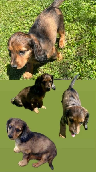 Hledáme milující domov pro dlouhosrstého jezevčíka