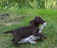 Nabídka štěněte německého krátkosrstého ohaře